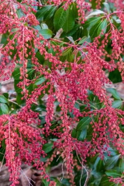 Dorothy Wycoff Pieris - 3 Gallon Pot -Botanica Tree Store pieris japonica dorothy wycoff 4