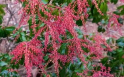 Dorothy Wycoff Pieris - 3 Gallon Pot -Botanica Tree Store pieris japonica dorothy wycoff 5