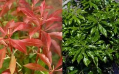 Dorothy Wycoff Pieris - 3 Gallon Pot -Botanica Tree Store pieris japonica dorothy wycoff 6