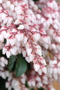 Dorothy Wycoff Pieris - 3 Gallon Pot -Botanica Tree Store pieris japonica dorothy wycoff 7