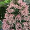 Dorothy Wycoff Pieris - 3 Gallon Pot