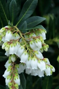 Southern Lady Pieris - 3 Gallon Pot -Botanica Tree Store pieris japonica southern lady 1