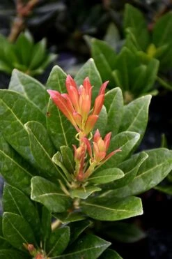 Southern Lady Pieris - 3 Gallon Pot -Botanica Tree Store pieris japonica southern lady 2