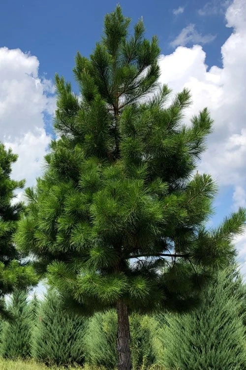 Shortleaf Rosemary Pine (Pinus Echinata) - 3 Gallon Pot 6 Shortleaf Rosemary Pine (Pinus Echinata) - 3 Gallon Pot - Image 6