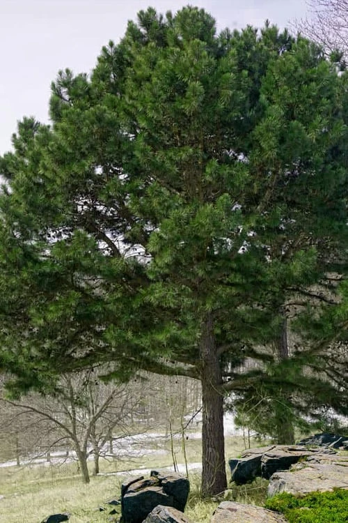 Shortleaf Rosemary Pine (Pinus Echinata) - 3 Gallon Pot 1 Shortleaf Rosemary Pine (Pinus Echinata) - 3 Gallon Pot