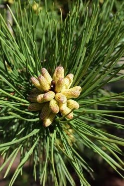 Shortleaf Rosemary Pine (Pinus Echinata) - 3 Gallon Pot 11 Shortleaf Rosemary Pine (Pinus Echinata) - 3 Gallon Pot -Botanica Tree Store pinus echinata shortleaf rosemary pine 6