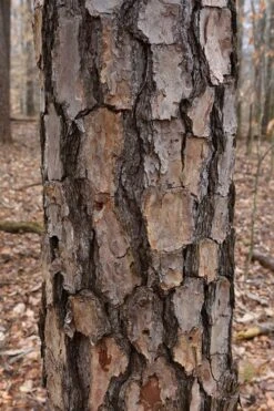 Shortleaf Rosemary Pine (Pinus Echinata) - 3 Gallon Pot 13 Shortleaf Rosemary Pine (Pinus Echinata) - 3 Gallon Pot -Botanica Tree Store pinus echinata shortleaf rosemary pine 7