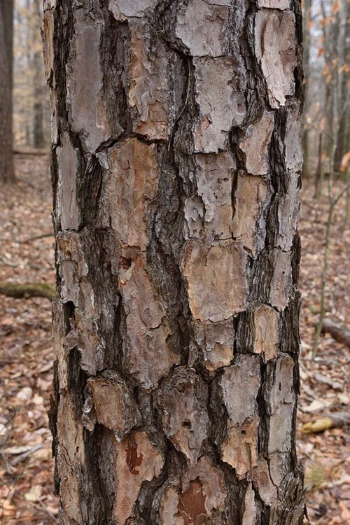 Shortleaf Rosemary Pine (Pinus Echinata) - 3 Gallon Pot 7 Shortleaf Rosemary Pine (Pinus Echinata) - 3 Gallon Pot - Image 7