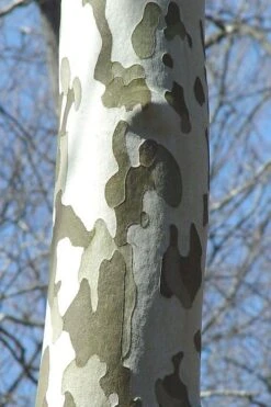 American Sycamore Tree - 1 Gallon Pot 11 American Sycamore Tree - 1 Gallon Pot -Botanica Tree Store platanus occidentalis american sycamore tree 1