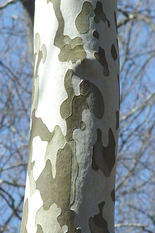 American Sycamore Tree - 1 Gallon Pot 6 American Sycamore Tree - 1 Gallon Pot - Image 6