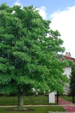 American Sycamore Tree - 1 Gallon Pot 9 American Sycamore Tree - 1 Gallon Pot -Botanica Tree Store platanus occidentalis american sycamore tree 4