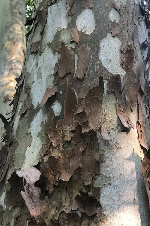 American Sycamore Tree - 1 Gallon Pot 5 American Sycamore Tree - 1 Gallon Pot - Image 5