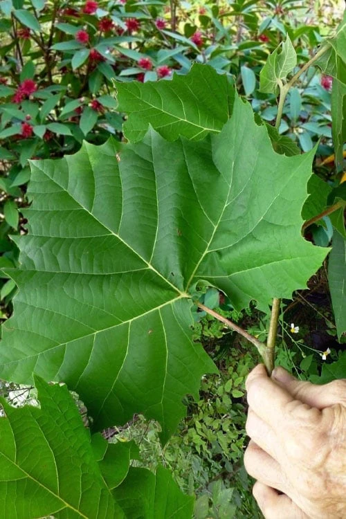 American Sycamore Tree - 1 Gallon Pot 1 American Sycamore Tree - 1 Gallon Pot