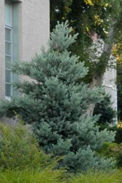 Blue Podocarpus Yew - 7 Gallon Pot 11 Blue Podocarpus Yew - 7 Gallon Pot -Botanica Tree Store podocarpus elongatus blue podocarpus 1