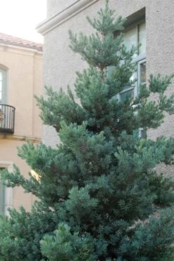 Blue Podocarpus Yew - 7 Gallon Pot