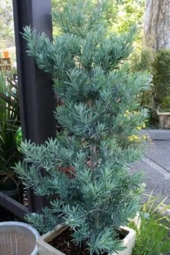 Blue Podocarpus Yew - 7 Gallon Pot 13 Blue Podocarpus Yew - 7 Gallon Pot -Botanica Tree Store podocarpus elongatus blue podocarpus 4
