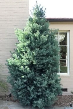 Blue Podocarpus Yew - 7 Gallon Pot 10 Blue Podocarpus Yew - 7 Gallon Pot -Botanica Tree Store podocarpus elongatus blue podocarpus 5