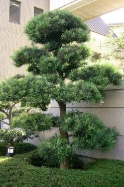 Podocarpus Macrophyllus Upright Yew - 7 Gallon Pot (3-4') -Botanica Tree Store podocarpus macrophyllus upright yew 102 1