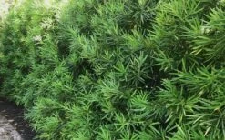 Podocarpus Macrophyllus Upright Yew - 7 Gallon Pot (3-4') -Botanica Tree Store podocarpus macrophyllus upright yew 105 1