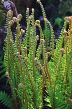 Western Sword Fern (Polystichum Munitum) - 1 Gallon Pot 13 Western Sword Fern (Polystichum Munitum) - 1 Gallon Pot -Botanica Tree Store polystichum munitum western sword fern 10