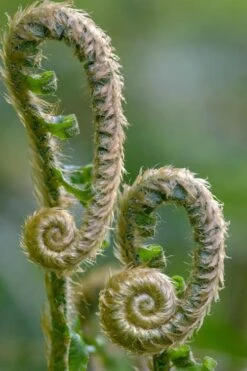 Western Sword Fern (Polystichum Munitum) - 1 Gallon Pot 17 Western Sword Fern (Polystichum Munitum) - 1 Gallon Pot -Botanica Tree Store polystichum munitum western sword fern 2