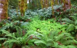 Western Sword Fern (Polystichum Munitum) - 1 Gallon Pot 19 Western Sword Fern (Polystichum Munitum) - 1 Gallon Pot -Botanica Tree Store polystichum munitum western sword fern 20