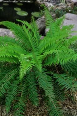 Western Sword Fern (Polystichum Munitum) - 1 Gallon Pot 18 Western Sword Fern (Polystichum Munitum) - 1 Gallon Pot -Botanica Tree Store polystichum munitum western sword fern 4