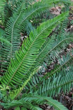 Western Sword Fern (Polystichum Munitum) - 1 Gallon Pot 16 Western Sword Fern (Polystichum Munitum) - 1 Gallon Pot -Botanica Tree Store polystichum munitum western sword fern 5