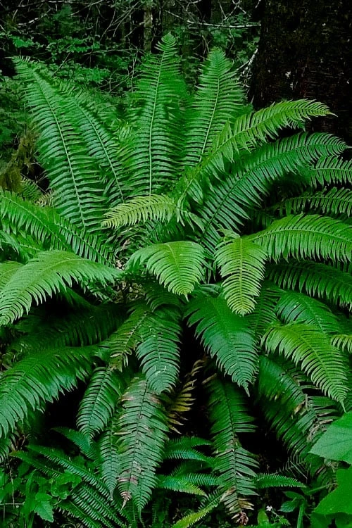 Western Sword Fern (Polystichum Munitum) - 1 Gallon Pot 1 Western Sword Fern (Polystichum Munitum) - 1 Gallon Pot
