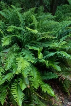 Western Sword Fern (Polystichum Munitum) - 1 Gallon Pot 14 Western Sword Fern (Polystichum Munitum) - 1 Gallon Pot -Botanica Tree Store polystichum munitum western sword fern 8