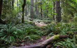 Western Sword Fern (Polystichum Munitum) - 1 Gallon Pot 15 Western Sword Fern (Polystichum Munitum) - 1 Gallon Pot -Botanica Tree Store polystichum munitum western sword fern 9