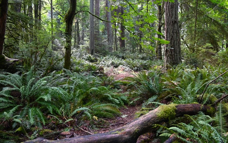 Western Sword Fern (Polystichum Munitum) - 1 Gallon Pot 6 Western Sword Fern (Polystichum Munitum) - 1 Gallon Pot - Image 6