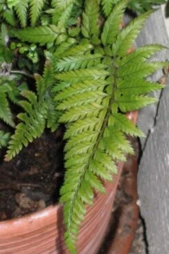 Korean Rock Fern - 1 Gallon Pot 10 Korean Rock Fern - 1 Gallon Pot -Botanica Tree Store polystichum tsus simense korean rock fern 1 1