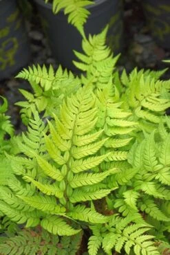 Korean Rock Fern - 1 Gallon Pot 12 Korean Rock Fern - 1 Gallon Pot -Botanica Tree Store polystichum tsus simense korean rock fern 4 1