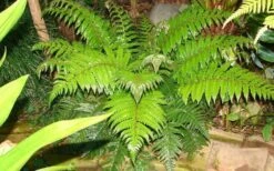 Korean Rock Fern - 6 Pack Of 1 Gallon Pots 11 Korean Rock Fern - 6 Pack Of 1 Gallon Pots -Botanica Tree Store polystichum tsus simense korean rock fern 6