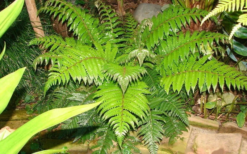 Korean Rock Fern - 6 Pack Of 1 Gallon Pots 5 Korean Rock Fern - 6 Pack Of 1 Gallon Pots - Image 5