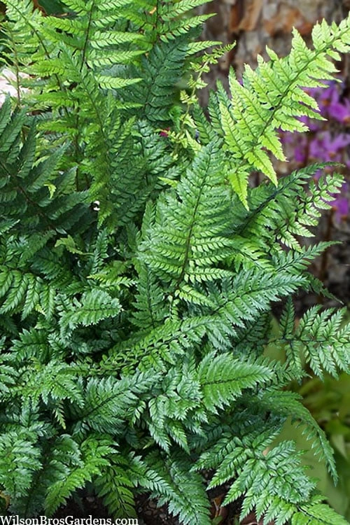 Korean Rock Fern - 6 Pack Of 1 Gallon Pots 1 Korean Rock Fern - 6 Pack Of 1 Gallon Pots