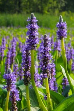 Heartleaf Purple Pickerel Weed (Pontaderia Cordata) - 8 Pack Of 1 Gallon Pot