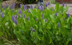 Heartleaf Purple Pickerel Weed (Pontaderia Cordata) - 8 Pack Of 1 Gallon Pot -Botanica Tree Store pontederia cordata pickerel weed 4 1