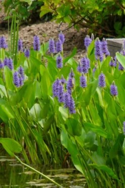 Heartleaf Purple Pickerel Weed (Pontaderia Cordata) - 1 Gallon Pot -Botanica Tree Store pontederia cordata pickerel weed 5
