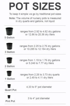 Best Seller -Botanica Tree Store pot size chart 2022 488