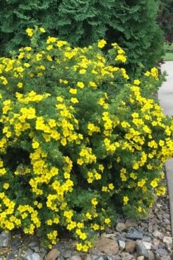 Dakota Sunspot Shrubby Cinquefoil (Potentilla Fruticosa) - 2 Gallon Pot -Botanica Tree Store potentilla fruticosa dakota sunspot shrubby cinquefoil 2