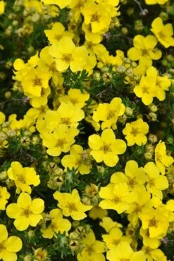 Dakota Sunspot Shrubby Cinquefoil (Potentilla Fruticosa) - 2 Gallon Pot -Botanica Tree Store potentilla fruticosa dakota sunspot shrubby cinquefoil 3