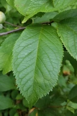 American Wild Plum Tree (Prunus Americana) - 1 Gallon Pot 14 American Wild Plum Tree (Prunus Americana) - 1 Gallon Pot -Botanica Tree Store prunus americana american wild plum tree 10