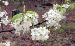 American Wild Plum Tree (Prunus Americana) - 1 Gallon Pot 15 American Wild Plum Tree (Prunus Americana) - 1 Gallon Pot -Botanica Tree Store prunus americana american wild plum tree 11