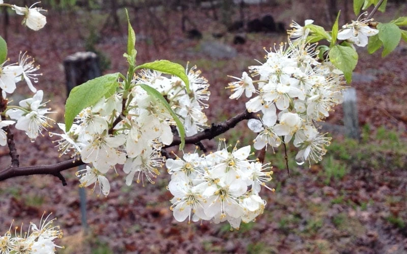 American Wild Plum Tree (Prunus Americana) - 1 Gallon Pot 8 American Wild Plum Tree (Prunus Americana) - 1 Gallon Pot - Image 8