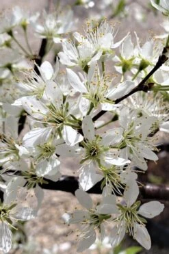 American Wild Plum Tree (Prunus Americana) - 1 Gallon Pot 11 American Wild Plum Tree (Prunus Americana) - 1 Gallon Pot -Botanica Tree Store prunus americana american wild plum tree 5