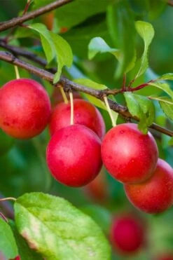 American Wild Plum Tree (Prunus Americana) - 1 Gallon Pot 12 American Wild Plum Tree (Prunus Americana) - 1 Gallon Pot -Botanica Tree Store prunus americana american wild plum tree 6