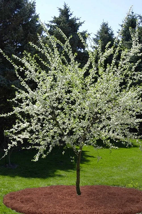 American Wild Plum Tree (Prunus Americana) - 1 Gallon Pot 6 American Wild Plum Tree (Prunus Americana) - 1 Gallon Pot - Image 6