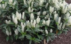 Zabel Laurel (Prunus Laurocersasus 'Zabeliana') - 6 Pack Of 1 Gallon Pots 9 Zabel Laurel (Prunus Laurocersasus 'Zabeliana') - 6 Pack Of 1 Gallon Pots -Botanica Tree Store prunus laurocerasus zabeliana zabel cherry laurel 1